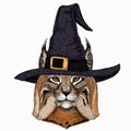 Lynx, bobcat. Wild cat. Vector portrait of cat head.