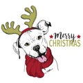 Vector portrait of Christmas dog. Pit bull dog wearing deer horn rim and scarf. Christmas poster, decoration.