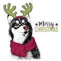 Vector portrait of Christmas dog. Siberian husky dog wearing deer horn rim and scarf
