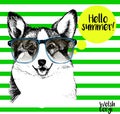 Vector portrait of corgi wearing the sunglassess. Hello summer. Hand drawn dog illustration. on green strips.