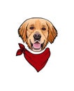 Vector portrait of a dog breed Golden Retriever with red bandana