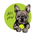 Vector portrait of French bulldog dog with tennis ball. Let s play. Green curveball. Summer cartoon illustration. Hand Royalty Free Stock Photo