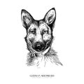 Vector portrait of german shepherd dog. Cute puppy. Police, service dog. Animalistic illustration. Hand drawn pet Royalty Free Stock Photo