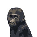 Vector portrait of gorilla baby Royalty Free Stock Photo