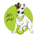 Vector portrait of Jack Russel terrier dog with tennis ball. Lets play. Green curveball and background. Summer Royalty Free Stock Photo