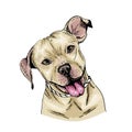 Vector portrait of pit bull terrier dog. Cute puppy. Animalistic illustration. Hand drawn pet portait. Poster, t-shirt Royalty Free Stock Photo