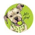 Vector portrait of pit bull terrier dog with tennis ball. Let s play. Green curveball. Summer cartoon illustration. Hand Royalty Free Stock Photo