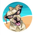 Vector portrait of pit bull terrier dog wearing sunglasses and retro bow. Summer fashion illustration. Vacation, sea Royalty Free Stock Photo