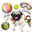 Vector portrait of pug dog. Hello summer cartoon illustration. Coconut cocktail, balls, ice cream. Hand drawn pet