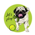 Vector portrait of pug dog with tennis ball. Let s play. Green curveball and background. Summer cartoon illustration Royalty Free Stock Photo