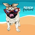 Vector portrait of pug dog wearing sunglasses and retro bandana. Summer fashion illustration. Vacation, sea, beach Royalty Free Stock Photo