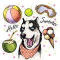 Vector portrait of Siberian husky dog. Hello summer cartoon illustration. Coconut cocktail, balls, ice cream. Hand drawn Royalty Free Stock Photo