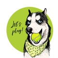 Vector portrait of Siberian husky dog with tennis ball. Let s play. Green curveball. Summer cartoon illustration. Hand Royalty Free Stock Photo