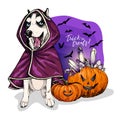 Vector portrait of Siberian Husky dog wearing coat and pumpkins with crystal crown. Halloween illustration.Trick or Royalty Free Stock Photo