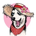 Vector portrait of Siberian husky dog wearing straw hat, flower and polka dot bandana. Summer fashion illustration. Hand Royalty Free Stock Photo