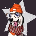 Vector portrait of Siberian husky dog wears beanie, glasses and scarf. Isolated on star and snow. Skecthed colored Royalty Free Stock Photo