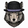 Vector portrait of wolf. Cool wild wolf. Animal head. Royalty Free Stock Photo