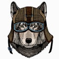 Vector portrait of wolf. Cool wild wolf. Animal head. Royalty Free Stock Photo