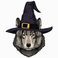 Vector portrait of wolf. Cool wild wolf. Animal head. Royalty Free Stock Photo