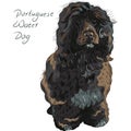 Vector Portuguese Water Dog