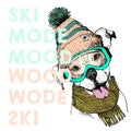 Vector poster with close up portrait of pit bull dog.Ski mode mood. Puppy wearing beanie, scarf and snow goggles.