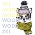 Vector poster with close up portrait of welsh corgi dog.Ski mode mood. Puppy wearing beanie, scarf, goggles.