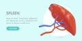Vector poster with realistic spleen. Human internal organ. Color concept for hospital, clinic