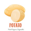 Vector potato vegetable