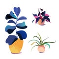 Vector potted houseplant collection. Various indoor plants.