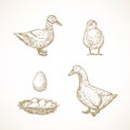 Vector Poultry Birds Sketches Set. Hand Drawn Illustrations of Duck, Duckling, Drake and Eggs in a Nest. Royalty Free Stock Photo