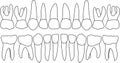 dental row primary teeth