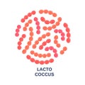 Vector probiotics in circular shape. Lactococcus. Microbiome. Medicine or dietary supplement