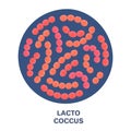 Vector probiotics in circular shape. Lactococcus. Microbiome. Medicine or dietary supplement