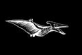 Vector pterodactyl,graphical illustration of flying dinosaur on black background