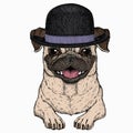 Vector Pug, Dog Portrait. Animal Head, Face. Bowler Hat.