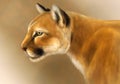 Puma illustration on brown background. Realistic cougar or wild cat head. Mountain lion portrait Royalty Free Stock Photo