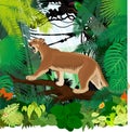Vector puma cougar Puma concolor or mountain lion and Crimson-rumped toucanet in jungle rainforest