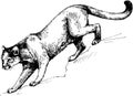 Vector puma panther wild cats illustration Royalty Free Stock Photo