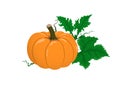 Vector pumpkin with green leaves on white background.