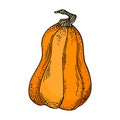 Vector pumpkin illustration. Cute cartoon orange gourd vegetable isolated on white background. Hand drawn squash Royalty Free Stock Photo
