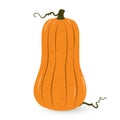 Vector pumpkin illustration on white background.