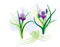 Vector purple irises