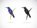 Vector of Purple SunbirdMale on white background. Cinnyris asiatica Birds logo or icon. Bird. Animal Royalty Free Stock Photo