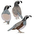 Vector Quail Birds in Black, Brown, Gray and White Icon Set on White Background. Clip art for embellishing cards