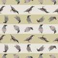 Vector Quail Birds in Brown, Black, White and Gray on Beige Gold Stripes Background Seamless Repeat Pattern. Background Royalty Free Stock Photo