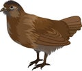 Vector quail illustration