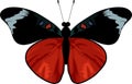 Vector Queen Flasher butterfly - panacea regina