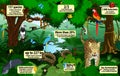 Vector rainforest infographic with animals illustration . Green Tropical Forest jungle with parrots, jaguar, boa, peccary, harpy