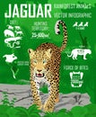 Vector rainforest jungle Jaguar infographic