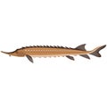 Vector rare kaluga spike fish freshwater species illustration